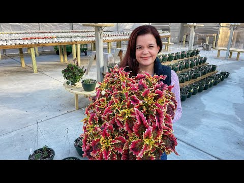 Tour of New Greenhouse with Flowering Annuals