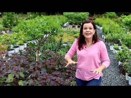 Summer Garden Ideas for You