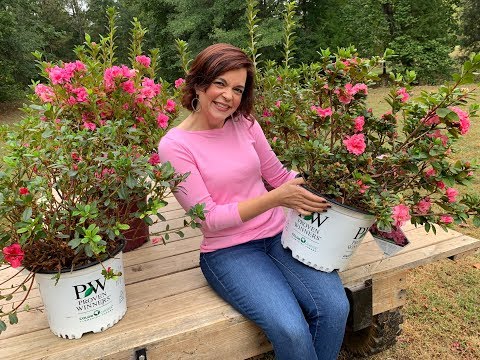Not your Grandmama's Azaleas - Meet Re-Blooming Azaleas!