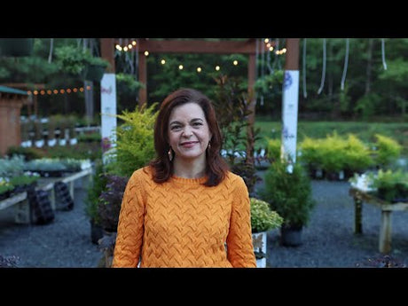 Fantastic Plants for Fall Gardening