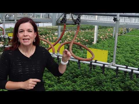 How Four Star Greenhouse Grows Proven Winners