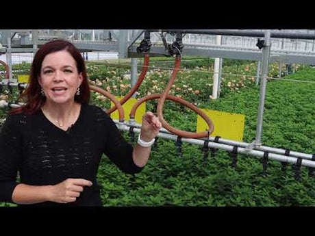 How Four Star Greenhouse Grows Proven Winners