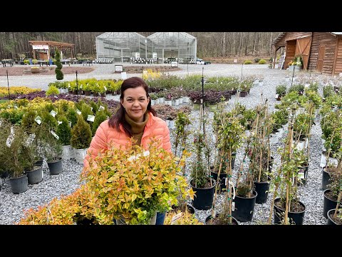 Fantastic Shrubs to Add to Your Garden Now