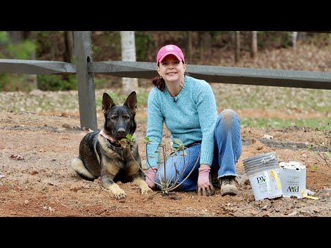 Making an Impact with Hydrangeas & Butterfly Bushes