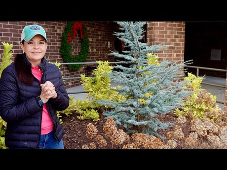 Winter Landscape Refresh In Time For the Holidays