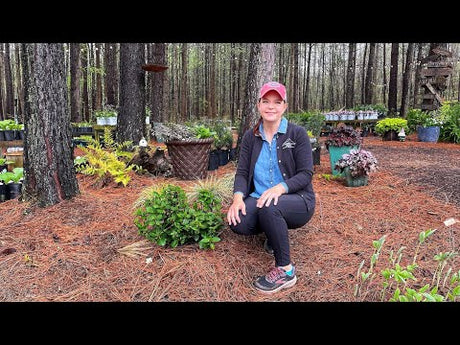 Planting a 'Can Do' Hydrangea