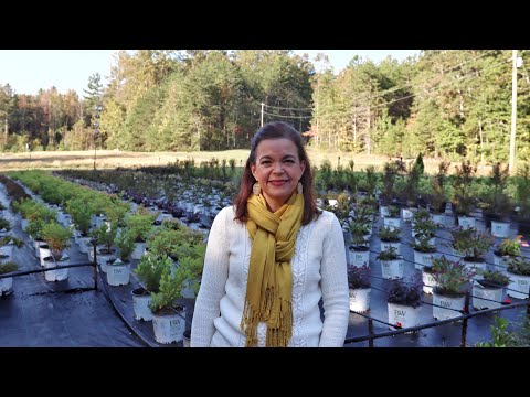 Landscape Solutions with Shrubs