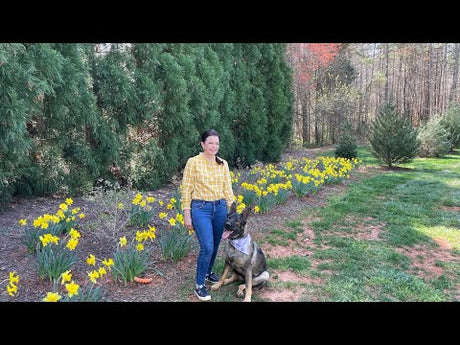 Pruning Viburnums & Spring Bulb Tour