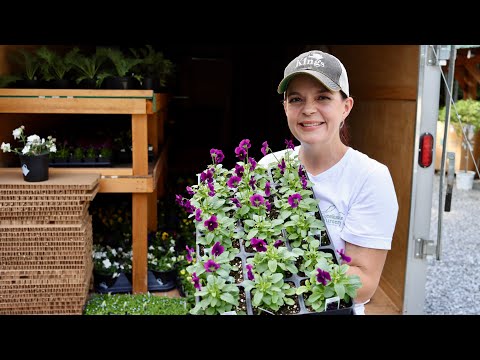 Shopping for Fall Annuals for Creekside