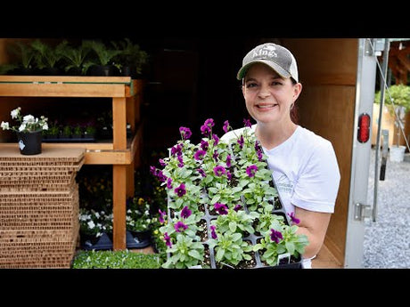 Shopping for Fall Annuals for Creekside