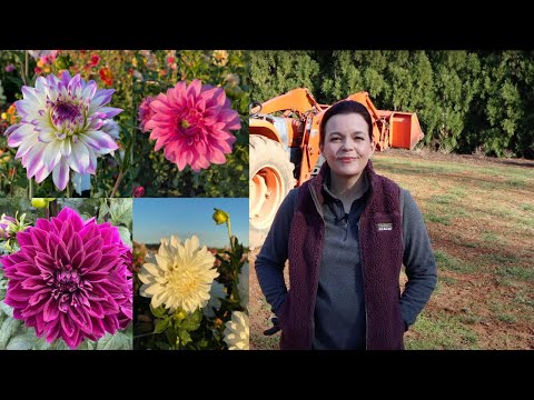 Dahlia and Pumpkin Bed Preparation