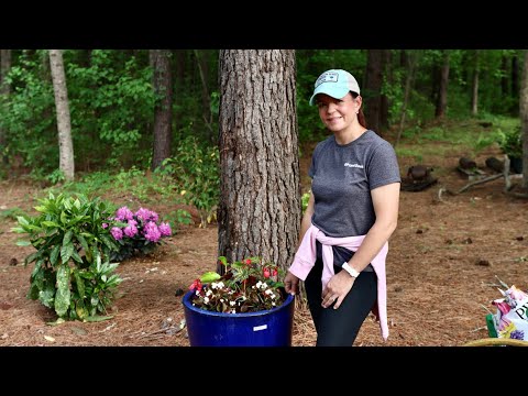 Planting a Shade AquaPot & Other Fun Containers