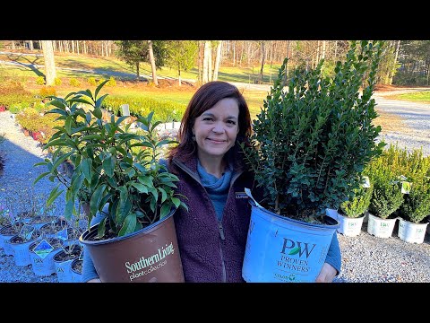 New Shrubs Have Arrived