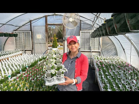 Flowering Annuals Nursery Tour