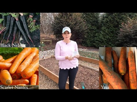 How to Grow Your Own Vegetables and Herbs