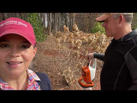 Planting Jonquils & Pruning Hydrangeas
