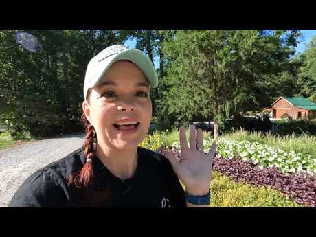 High-Performing Late Summer Plants