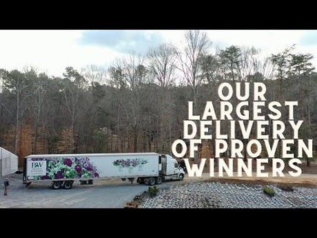 Our Biggest Delivery of Proven Winners Yet