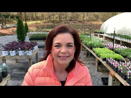 News from Creekside Nursery - We are open!