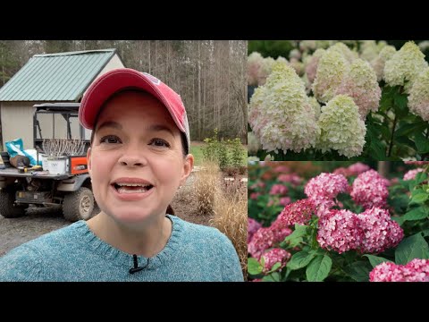 Hydrangea Musical Chairs