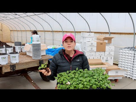 New Plants Arrive! The 2023 Season Has Begun