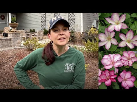 Adding Gorgeous Clematis to the Gardens