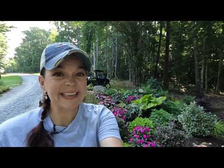 Mid-Summer Maintenance in the Shade Garden
