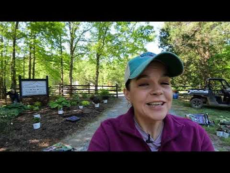 Entrance Flower Bed Spring Makeover