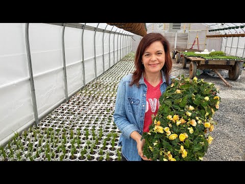 The Greenhouses are Filling Up
