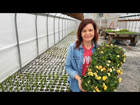 The Greenhouses are Filling Up