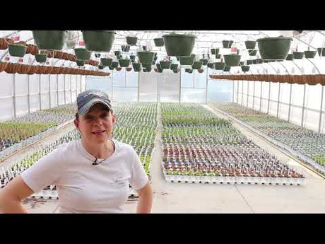 How We Grow Gorgeous Plants For You