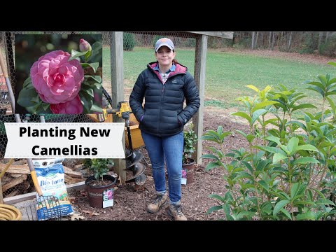 Planting New Camellias