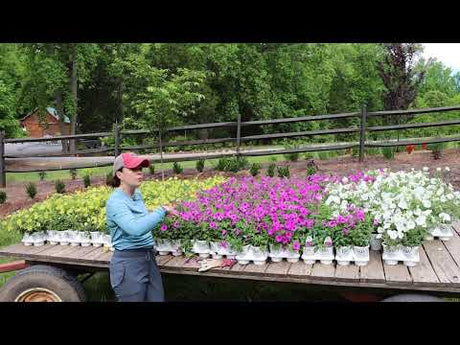 Planting Massive Color in the Berm with Supertunias