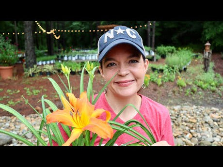 Fantastic Flowering Perennials