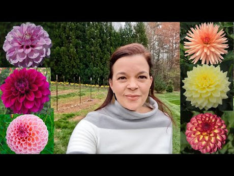 Gorgeous New Dahlias For The Garden