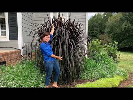 Front Porch Garden Tour & Update