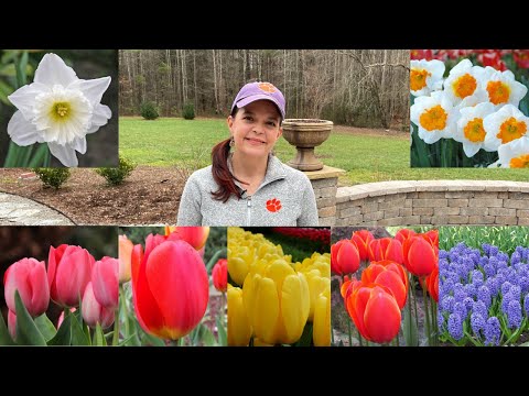 Planting Proven Winners Spring Bulbs