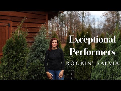 Rockin' Salvia | Exceptional Performers
