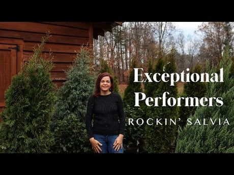 Rockin' Salvia | Exceptional Performers