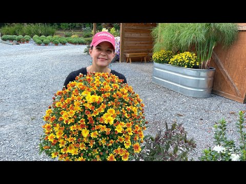 Great Plants for Fall Planting