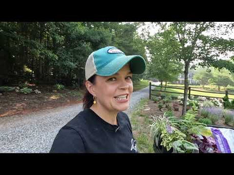 Planting a Full Shade Perennial Container & Woodland Garden Tour