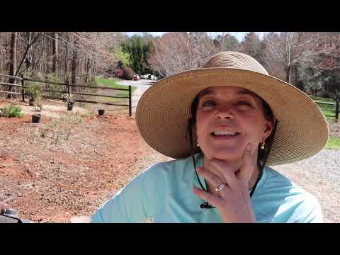 Planting a New Woodland Garden