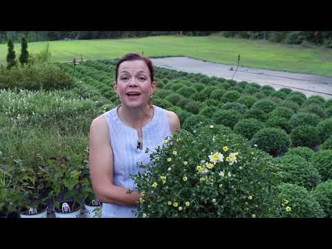 The Mums Have Color! And Perennials 🌿| Gardening with Creekside