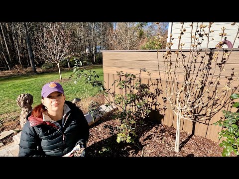 Pruning My First Year David Austin Roses