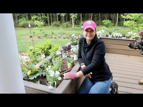 Colorful Full Sun Planting with New Annuals