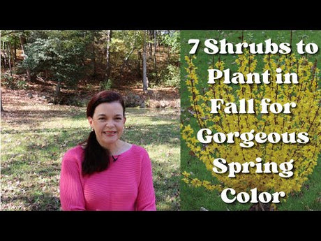 7 Shrubs to Plant in Fall for Beautiful Spring Color