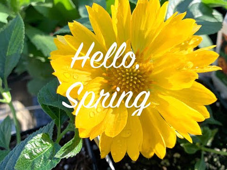 Spring is in Bloom at Creekside Nursery