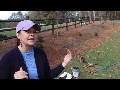 Adding Shrubs for Year-Round Interest