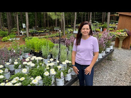 Colorful Perennials & Hydrangeas to Add to Your June Garden