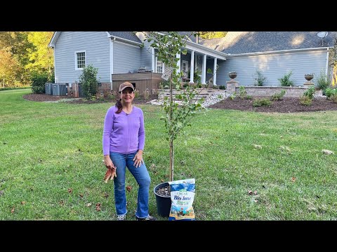 Planting a Gingko & Beginning Fall Tasks